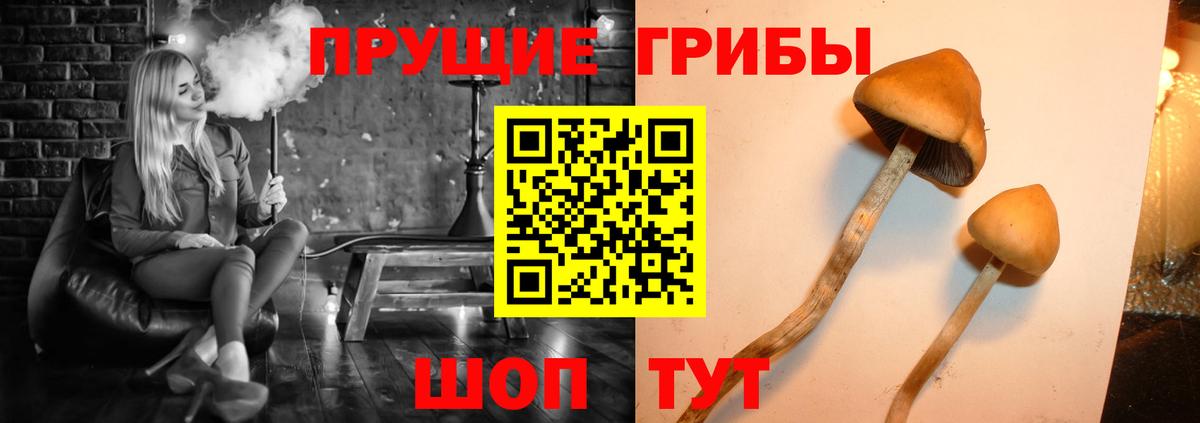 Кимры  Галлюциногенные грибы ЛСД  цены   Псилоцибиновые грибы MAGIC MUSHROOMS  Вход с VPN 